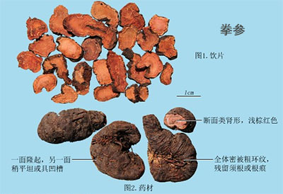 拳参（紫参）