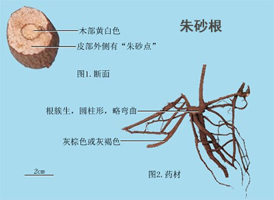 了哥王