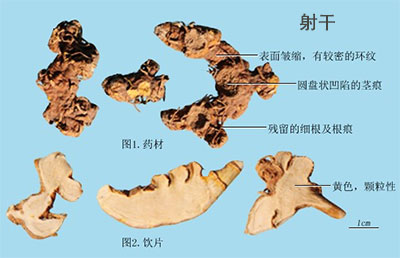 射干（乌扇）(图1)