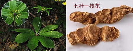 七叶一枝花