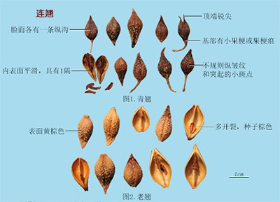 无花果