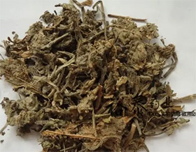 筋骨草