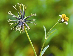 鬼针草(图2)
