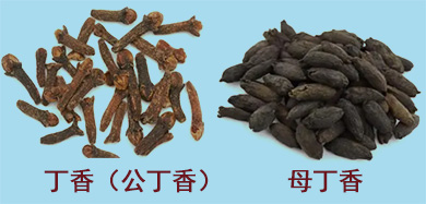 母丁香(图2)