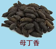 母丁香(图1)
