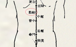 筋缩穴(图1)