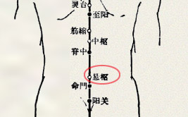 悬枢穴(图1)