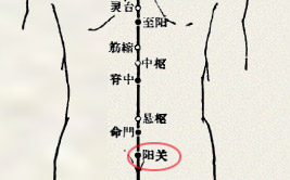 腰阳关穴