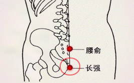 长强穴(图1)