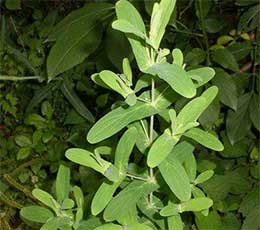 大对经草(图1)