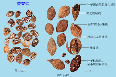 蝼蛄(拉拉蛄、土狗)