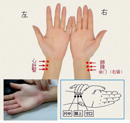 中医把脉脉诊手法图解左手心肝肾，右手肺脾命门。