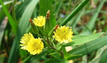 苣荬菜（大叶苣荬菜）