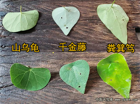 千金藤(图3)