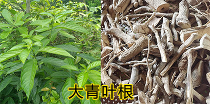 大青叶根（大青根、路边青、臭树根、臭青）
