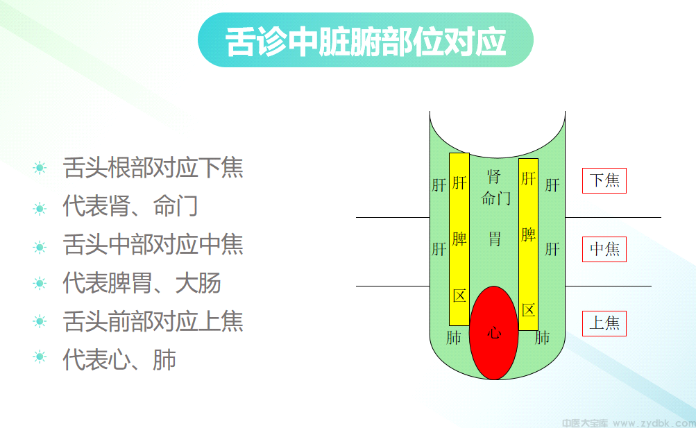 观舌察脏腑
