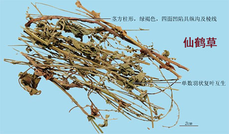 仙鹤草的神奇的功效（治糖尿病、肿瘤、血小板减、贫血、肾炎、汗症、白血病、肾炎、眩晕，牛皮癣、腰椎间盘突出、前列腺炎